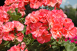 Dynamo Salmon Geranium (Pelargonium 'Dynamo Salmon') at Lakeshore Garden Centres