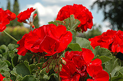 Dynamo Scarlet Geranium (Pelargonium 'Dynamo Scarlet') at Lakeshore Garden Centres