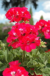 Dynamo Strawberry Geranium (Pelargonium 'Dynamo Strawberry') at Lakeshore Garden Centres
