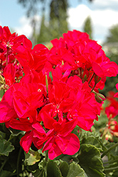 Dynamo Violet Geranium (Pelargonium 'Dynamo Violet') at Lakeshore Garden Centres