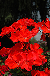 Fantasia Coral Geranium (Pelargonium 'Fantasia Coral') at Lakeshore Garden Centres