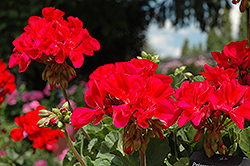 Fantasia Cranberry Sizzle Geranium (Pelargonium 'Fantasia Cranberry Sizzle') at Lakeshore Garden Centres
