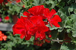 Fantasia Dark Red Geranium (Pelargonium 'Fantasia Dark Red') at Lakeshore Garden Centres