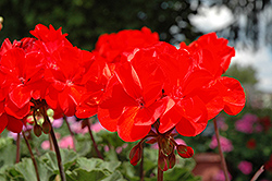 Fantasia Flame Geranium (Pelargonium 'Fantasia Flame') at Lakeshore Garden Centres