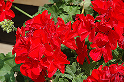Sunrise Bright Red Geranium (Pelargonium 'Sunrise Bright Red') at Lakeshore Garden Centres