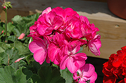 Sunrise Bright Lilac Geranium (Pelargonium 'Sunrise Bright Lilac') at Lakeshore Garden Centres