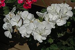 Moonlight White Geranium (Pelargonium 'Moonlight White') at Lakeshore Garden Centres