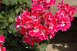 Moonlight Raspberry Blush Geranium (Pelargonium 'Moonlight Raspberry Blush') at Lakeshore Garden Centres
