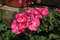 Moonlight Pink Eye Geranium (Pelargonium 'Moonlight Pink Eye') at Lakeshore Garden Centres