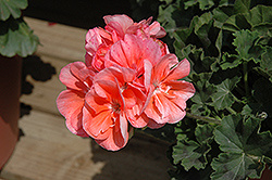 Moonlight Light Salmon Geranium (Pelargonium 'Moonlight Light Salmon') at Lakeshore Garden Centres