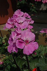 Moonlight Lavender Geranium (Pelargonium 'Moonlight Lavender') at Lakeshore Garden Centres