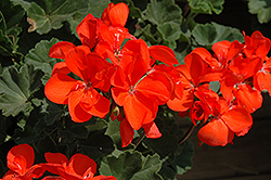 Moonlight Dark Salmon Geranium (Pelargonium 'Moonlight Dark Salmon') at Lakeshore Garden Centres