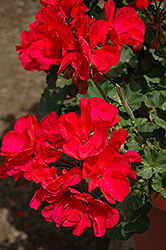 Moonlight Dark Fuchsia Geranium (Pelargonium 'Moonlight Dark Fuchsia') at Lakeshore Garden Centres