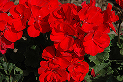 Savannah Red Geranium (Pelargonium 'Savannah Red') at Lakeshore Garden Centres