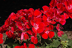 Savannah Ruby Sizzle Geranium (Pelargonium 'Savannah Ruby Sizzle') at Lakeshore Garden Centres