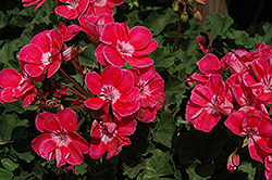 Savannah Sizzle Geranium (Pelargonium 'Savannah Sizzle') at Lakeshore Garden Centres