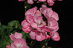 Survivor Baby Face Geranium (Pelargonium 'Survivor Baby Face') at Lakeshore Garden Centres