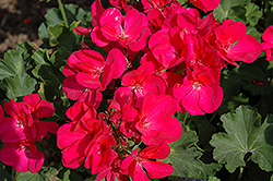 Survivor Fuchsia Geranium (Pelargonium 'Survivor Fuchsia') at Lakeshore Garden Centres