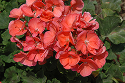 Survivor Salmon Geranium (Pelargonium 'Survivor Salmon') at Lakeshore Garden Centres