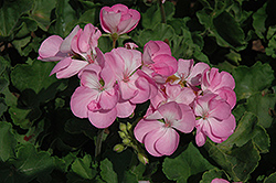 Survivor Light Lavender Geranium (Pelargonium 'Survivor Light Lavender') at Lakeshore Garden Centres