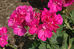 Survivor Lilac Charme Geranium (Pelargonium 'Survivor Lilac Charme') at Lakeshore Garden Centres