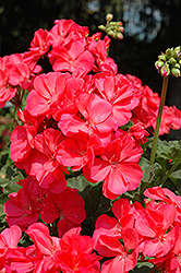 Fantasia Flamingo Rose Geranium (Pelargonium 'Fantasia Flamingo Rose') at Lakeshore Garden Centres