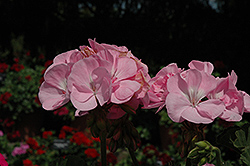 Fantasia Pink Shell Geranium (Pelargonium 'Fantasia Pink Shell') at Lakeshore Garden Centres