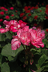 Fantasia Raspberry Twizzle Geranium (Pelargonium 'Fantasia Raspberry Twizzle') at Lakeshore Garden Centres