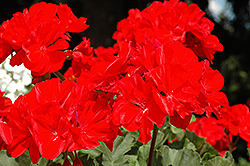 Presto Brilliant Red Geranium (Pelargonium 'Presto Brilliant Red') at Lakeshore Garden Centres