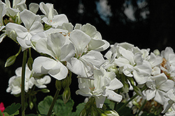 Summer Idols White Geranium (Pelargonium 'Summer Idols White') at Lakeshore Garden Centres
