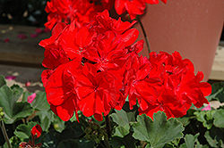 Moonlight Brilliant Red Geranium (Pelargonium 'Moonlight Brilliant Red') at A Very Successful Garden Center