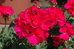 Presto Violet Geranium (Pelargonium 'Presto Violet') at Lakeshore Garden Centres