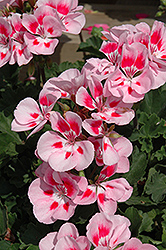 Presto Pink Sizzle Geranium (Pelargonium 'Presto Pink Sizzle') at Lakeshore Garden Centres