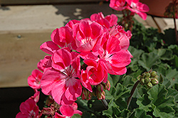Presto Pink plus Eye Geranium (Pelargonium 'Presto Pink plus Eye') at Lakeshore Garden Centres