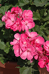 Presto Pink Geranium (Pelargonium 'Presto Pink') at Lakeshore Garden Centres