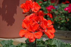 Presto Dark Salmon Geranium (Pelargonium 'Presto Dark Salmon') at Lakeshore Garden Centres