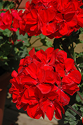Presto Dark Red Geranium (Pelargonium 'Presto Dark Red') at Lakeshore Garden Centres