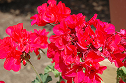 Presto Dark Fuchsia Geranium (Pelargonium 'Presto Dark Fuchsia') at Lakeshore Garden Centres
