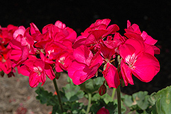 Survivor Marine Geranium (Pelargonium 'Survivor Marine') at Lakeshore Garden Centres