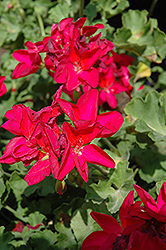 Survivor Neon Violet Geranium (Pelargonium 'Survivor Neon Violet') at Lakeshore Garden Centres