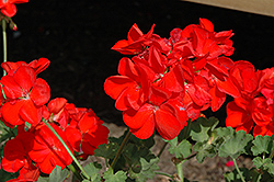 Survivor Scarlet Geranium (Pelargonium 'Survivor Scarlet') at Lakeshore Garden Centres
