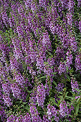 Serenita Blue Angelonia (Angelonia angustifolia 'Serenita Blue') at Lakeshore Garden Centres