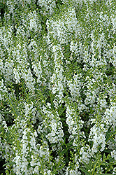 Serenita White Angelonia (Angelonia angustifolia 'PAS811168') at Lakeshore Garden Centres