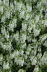 Serena White Angelonia (Angelonia angustifolia 'PAS1209522') at Lakeshore Garden Centres