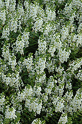 Serena White Angelonia (Angelonia angustifolia 'PAS1209522') at Mainescape Nursery