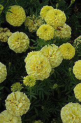 Lady Primrose Marigold (Tagetes erecta 'Lady Primrose') at Lakeshore Garden Centres