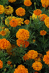 Lady Orange Marigold (Tagetes erecta 'Lady Orange') at Lakeshore Garden Centres