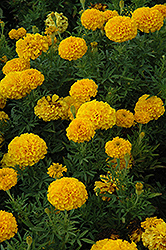 Lady Gold Marigold (Tagetes erecta 'Lady Gold') at Lakeshore Garden Centres