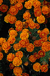 Cresta Flame Marigold (Tagetes patula 'Cresta Flame') at Lakeshore Garden Centres