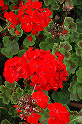 Horizon Scarlet Geranium (Pelargonium 'Horizon Scarlet') at Lakeshore Garden Centres